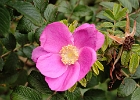 A trip to Heceta Head... Wild roses (Nootka likely), 3-inches across, on the trail up to the light.